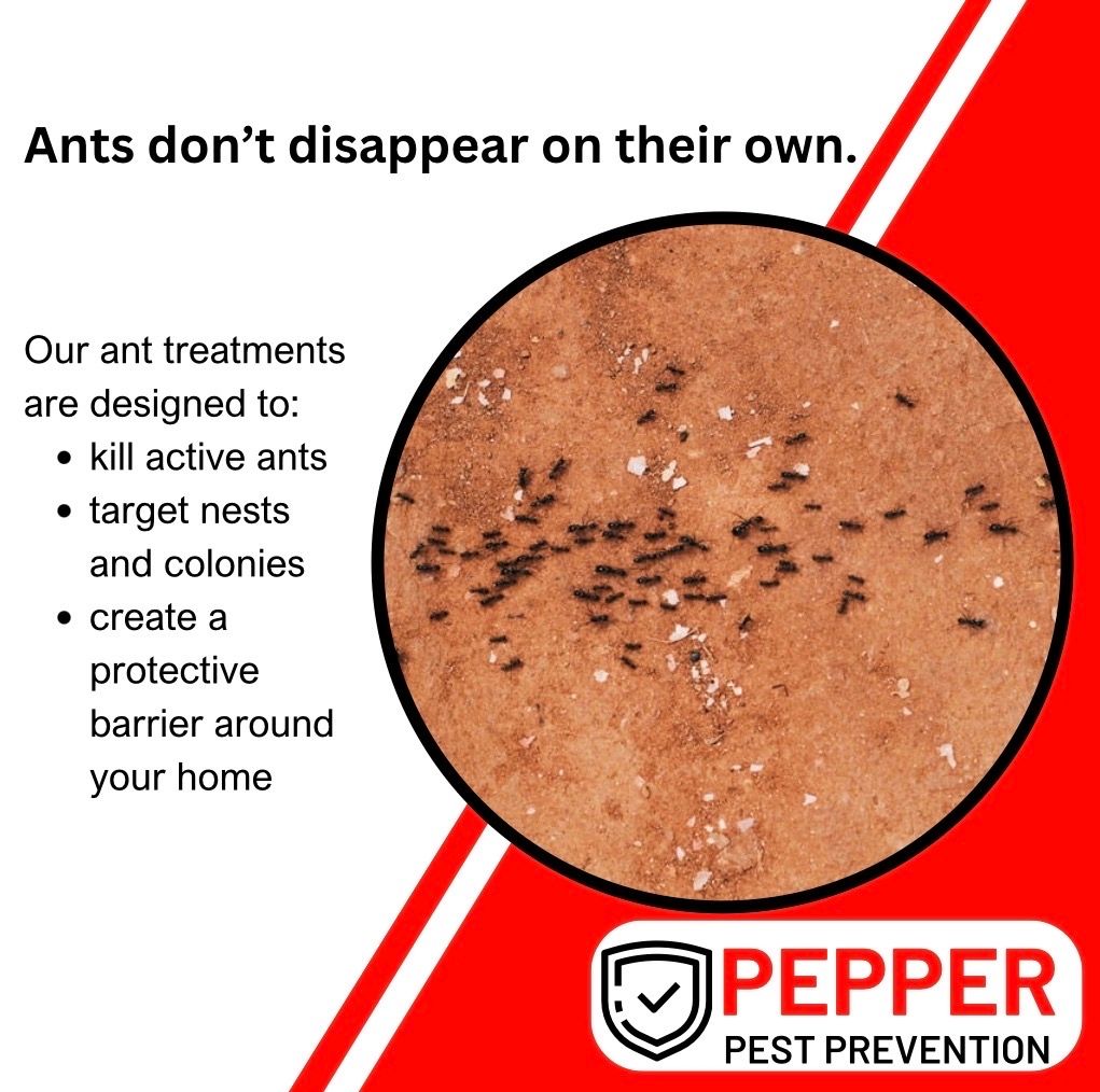 Residential ant treatment planning