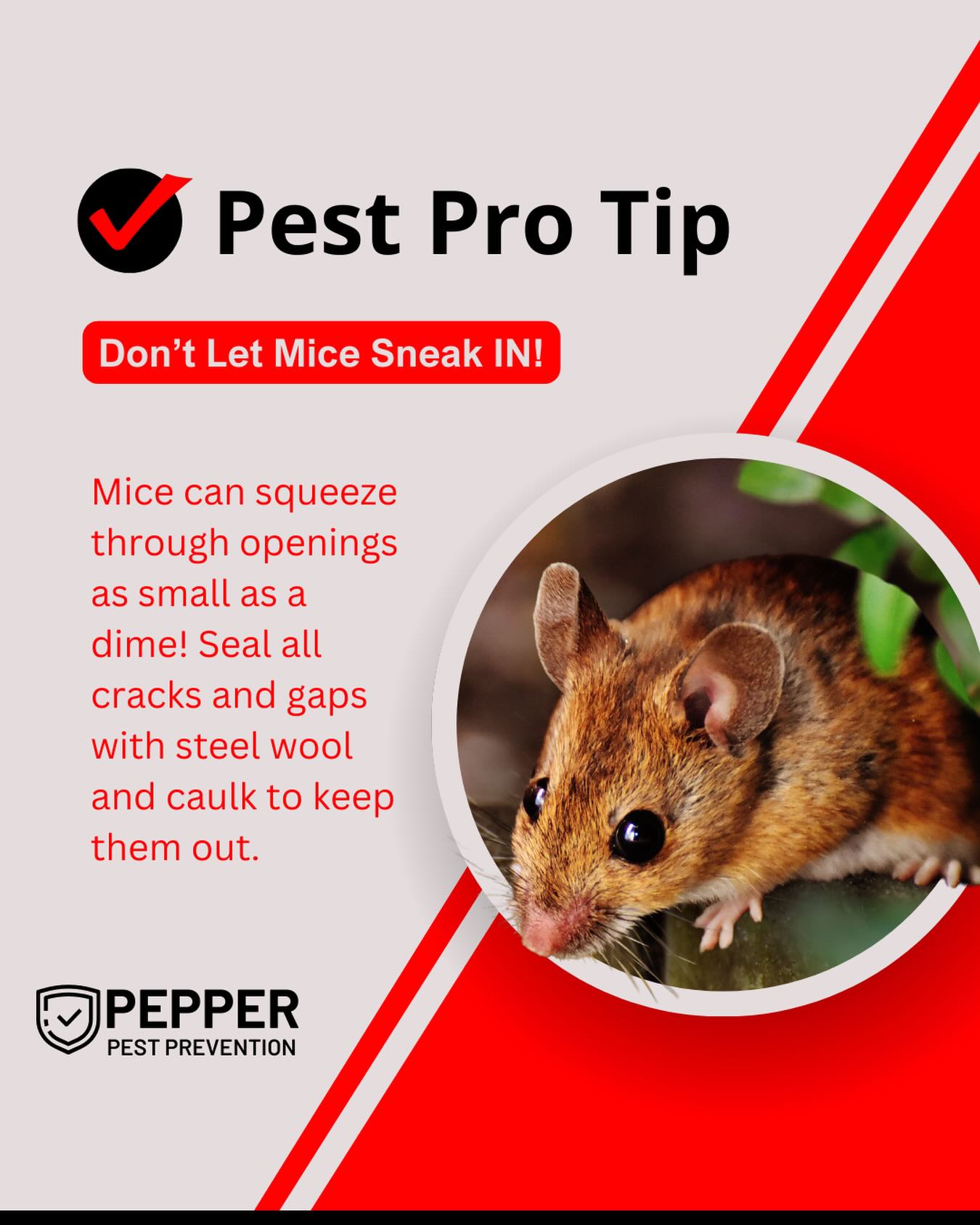 Residential rodent exclusion information